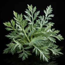 Artemisia