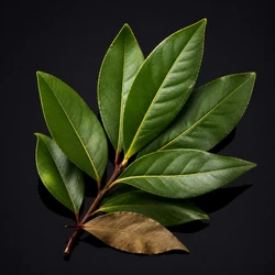 Bay Leaf