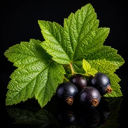 Blackcurrant