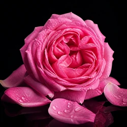 Damask Rose