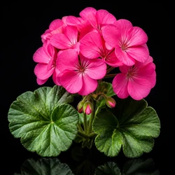 Geranium