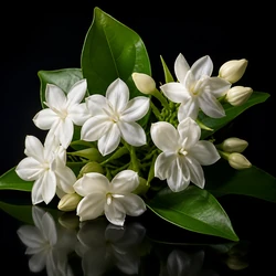 Jasmine