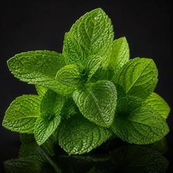 Mint
