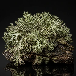 Oakmoss