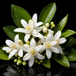 Orange Blossom