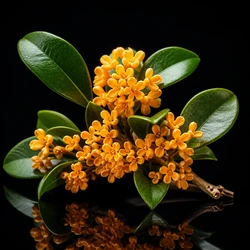 Osmanthus