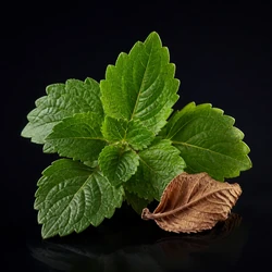Patchouli