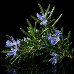 Rosemary