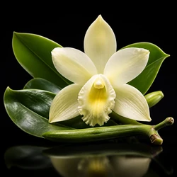 Vanilla Orchid
