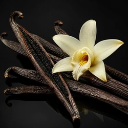 Vanilla